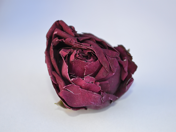 墨红玫瑰花