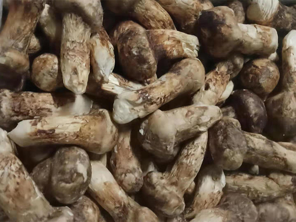 鲜松茸