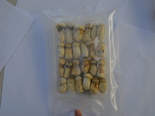 松茸整个