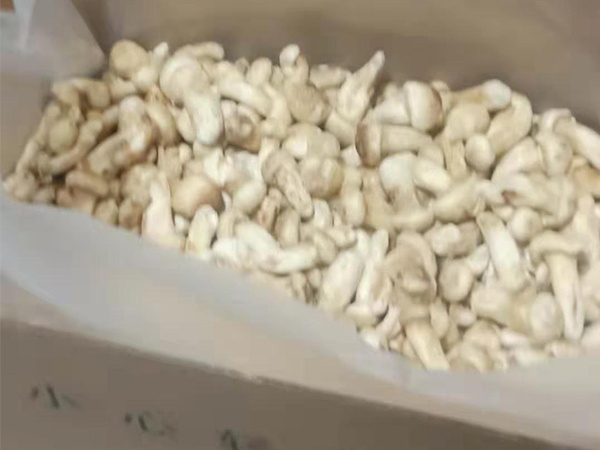 冻干松茸白皮整菇