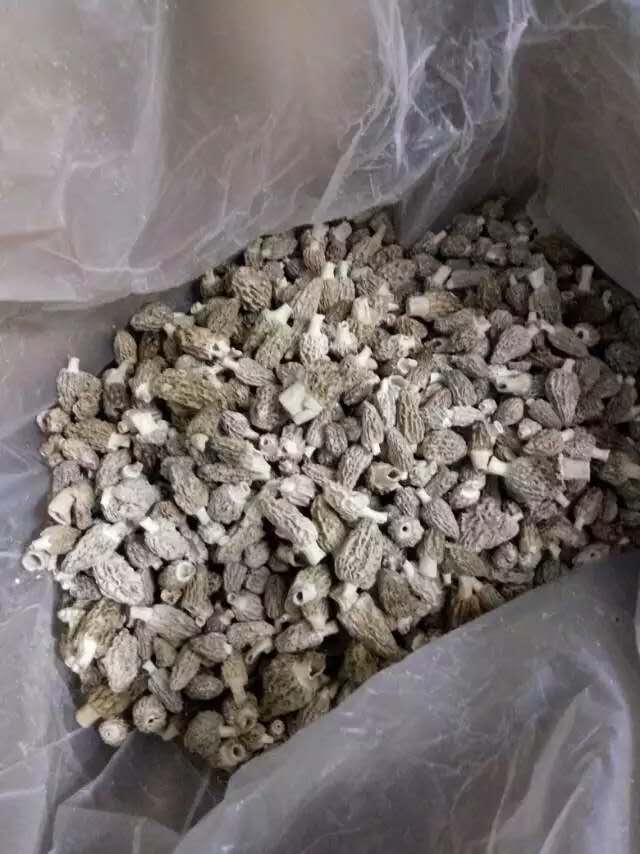 冻干牛肚菌